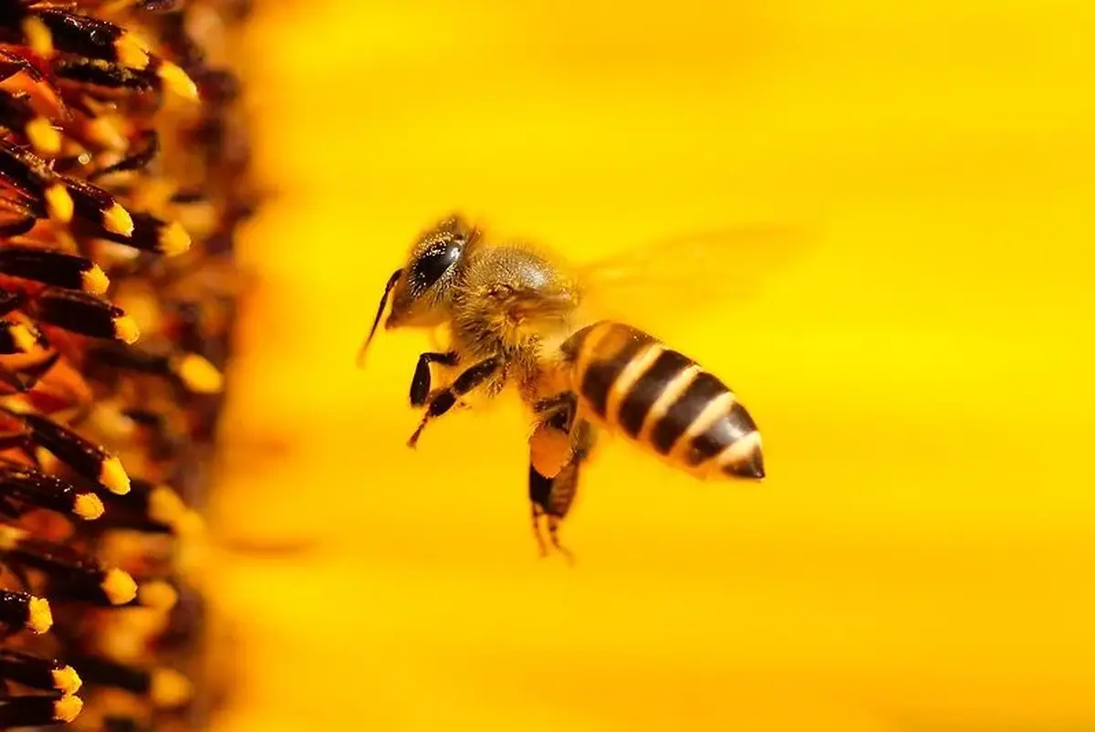 Honigbiene